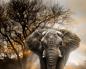 Tumačenje snova: zašto sanja slon, vidjeti slona u snu, što znači